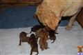 Chesapeake Bay Retriever