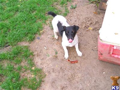 Stud Dogs - Jack Russell Terrier