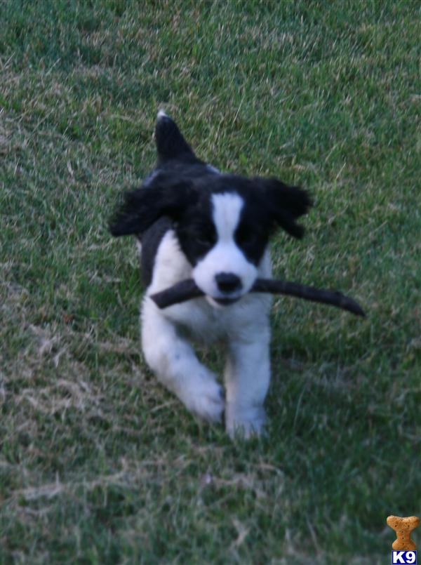 English Springer Spaniel Puppies