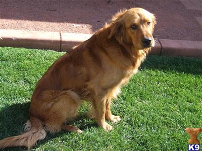 Stud Dogs - Golden Retriever