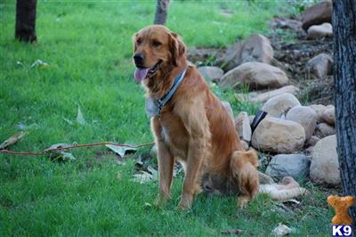 Stud Dogs - Golden Retriever
