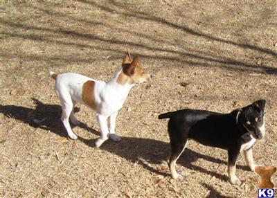 Rat Terrier Puppies for Sale