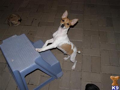 Rat Terrier Puppies for Sale