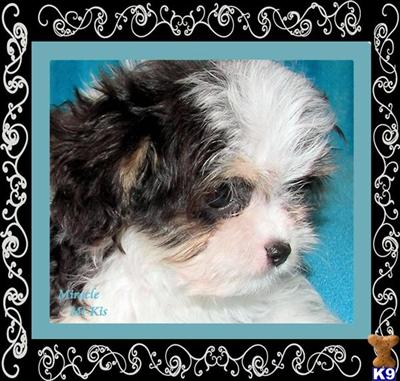 Mi-Ki Puppies for Sale