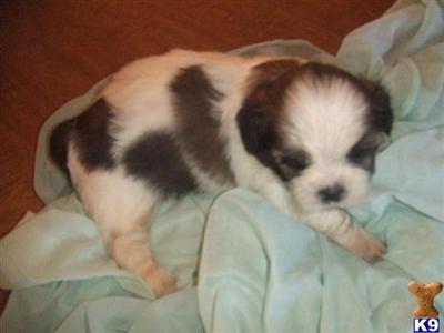 Puppies in Muldrow