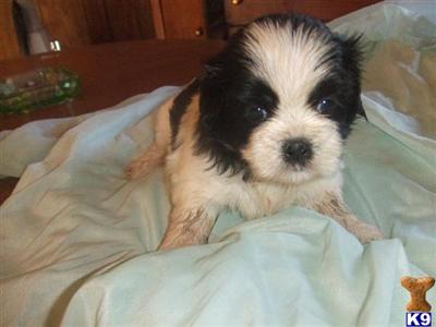 Puppies in Muldrow