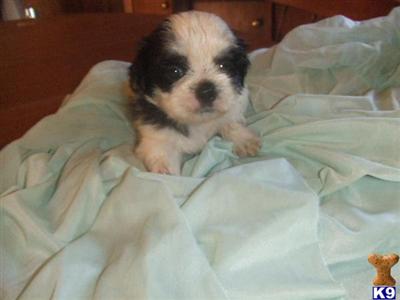 Puppies in Muldrow