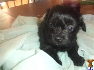Puppies in Muldrow