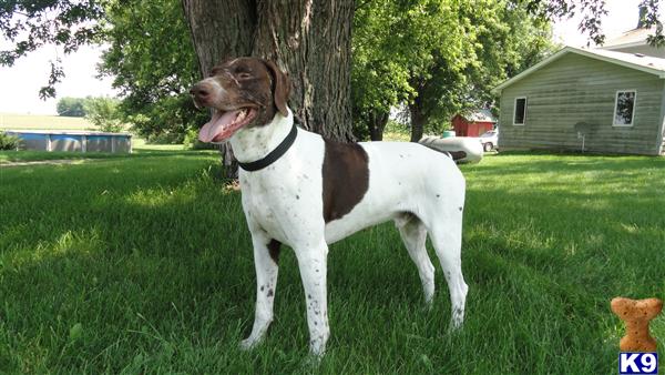 Stud Dogs - German Shorthaired Pointer