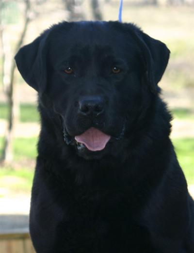 Stud Dogs in PA