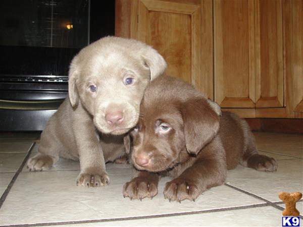 labrador retriever puppies for sale wisconsin silver labrador puppies for sale in wisconsin 1 breeds picture labrador retriever puppies for sale wisconsin silver labrador puppies for sale in wisconsin 1 breeds picture