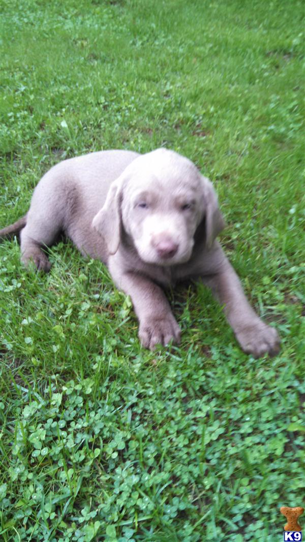 chocolate lab puppies craigslist chocolate labrador retriever puppies for sale in wisconsin chocolate lab puppies craigslist chocolate labrador retriever puppies for sale in wisconsin