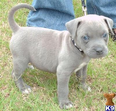 American Pit Bull Puppies in TX
