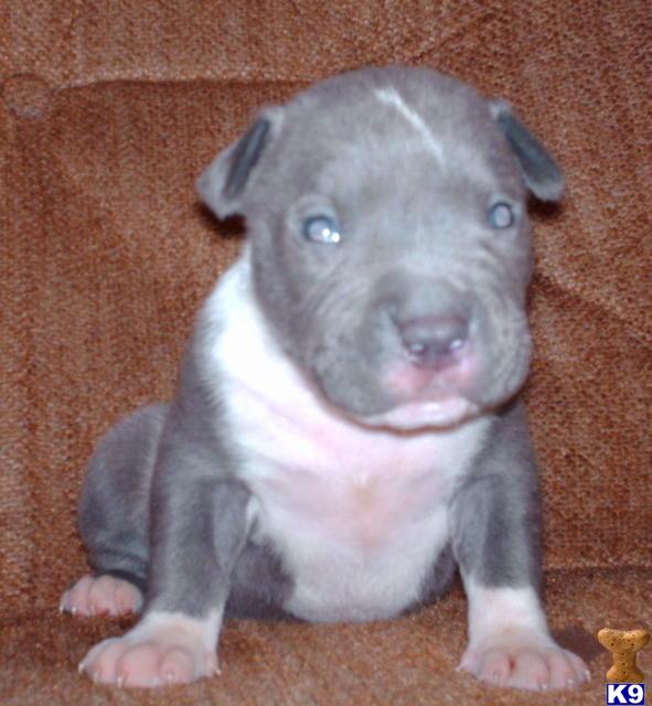 American Pit Bull Puppies for Sale