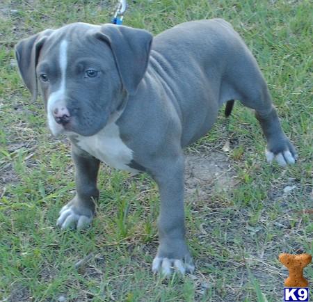 American Pit Bull Puppies for Sale