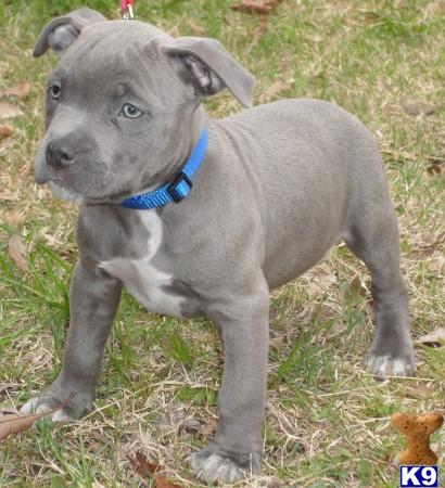 American Pit Bull Puppies in TX