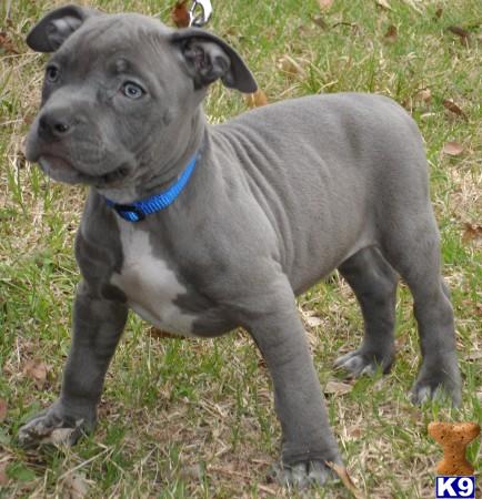 American Pit Bull Puppies in TX