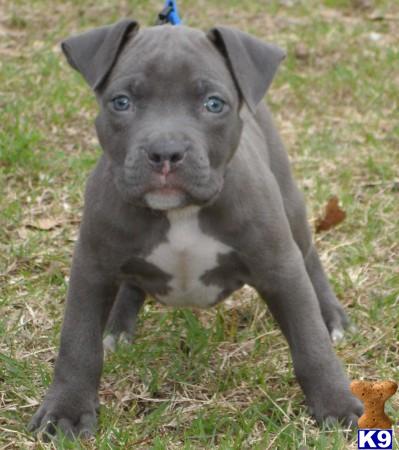 American Pit Bull Puppies in TX