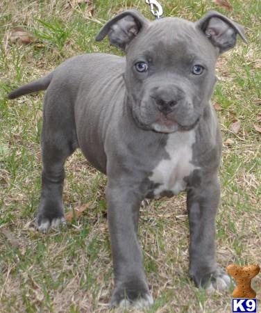 American Pit Bull Puppies in TX