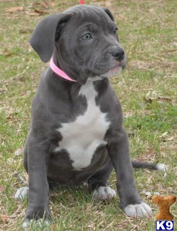 American Pit Bull Puppies in TX