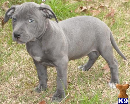 American Pit Bull Puppies in TX