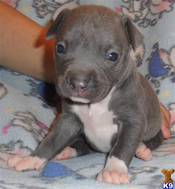 Puppies in Conroe