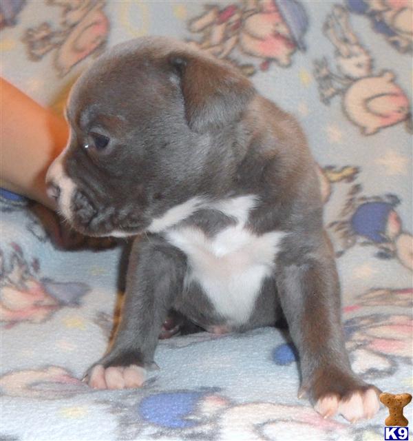 Puppies in Conroe