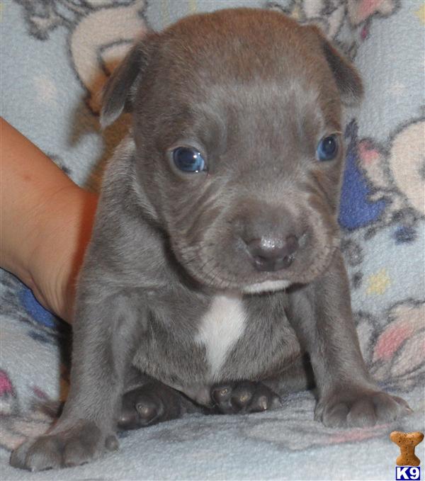 Puppies in Conroe
