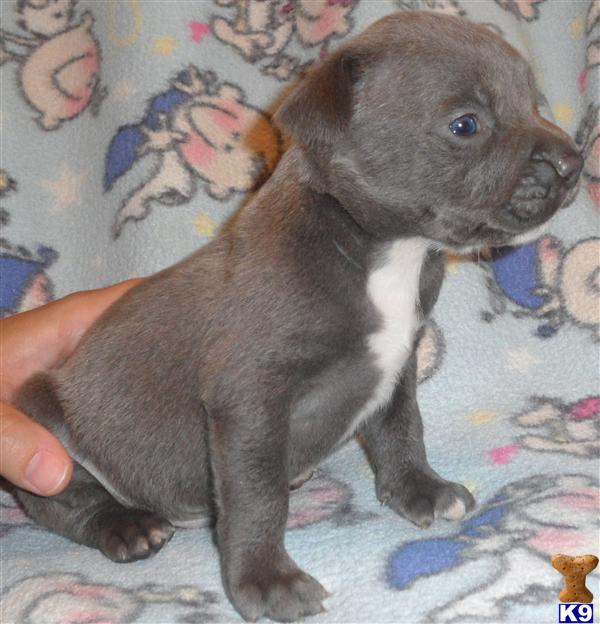 Puppies in Conroe