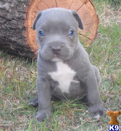 Puppies in Conroe