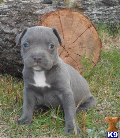 Puppies in Conroe