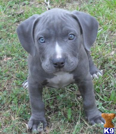 Puppies in Conroe