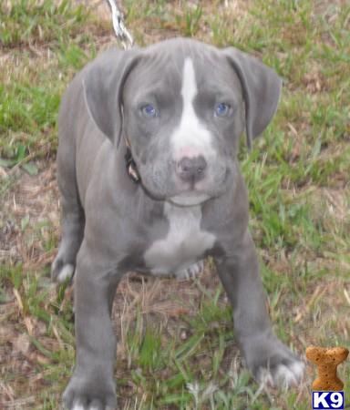 Puppies in Conroe