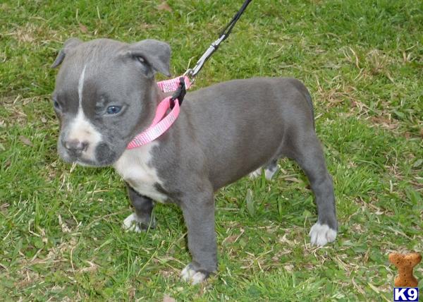 pitbull puppies for sale tx document moved pitbull puppies for sale tx document moved
