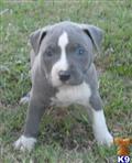 American Pit Bull