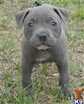 American Pit Bull