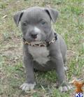 American Pit Bull
