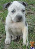 American Pit Bull
