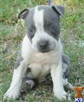 American Pit Bull