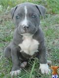 American Pit Bull