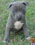 American Pit Bull