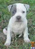 American Pit Bull