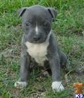 American Pit Bull