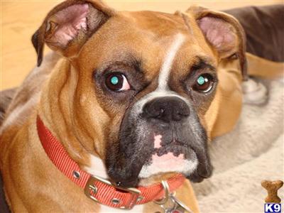 Female Dogs