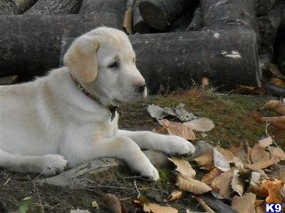 Puppies in ME