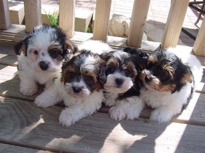 Biewer Yorkshire Terriers Puppies for Sale