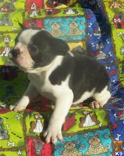French Bulldog Puppies for Sale