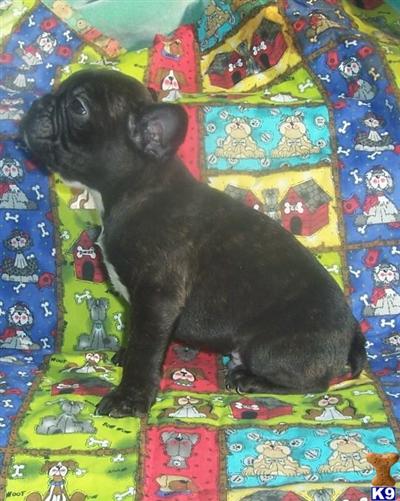 French Bulldog Puppies for Sale