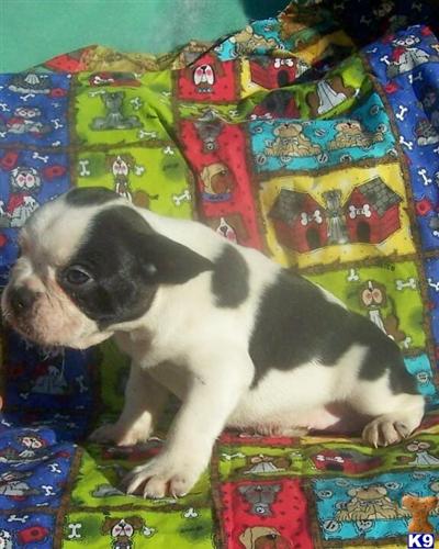 French Bulldog Puppies for Sale
