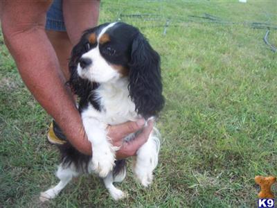Dogs - Cavalier King Charles Spaniel